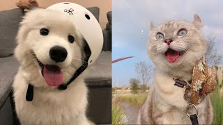 ♥Funny Cats and Dogs Videos Compilation 2020♥ #1 |Cute Pets