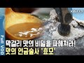 막걸리 맛의 비밀을 찾는 프랑스 청년! 맛의 연금술사 효모의 비밀을 파헤치기 위해 한국까지 왔다! (KBS 20190913 방송)