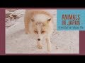 [Animals in Japan] Friendly Fox Follows Me -  宮城県の蔵王キツネ村