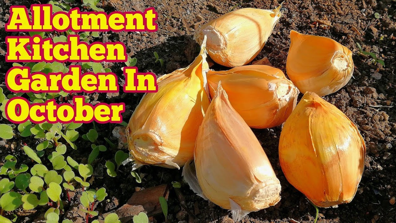 Allotment Kitchen Garden In October / No Dig Organic Allotment Kitchen, Polytunnel And Fruit Orchard