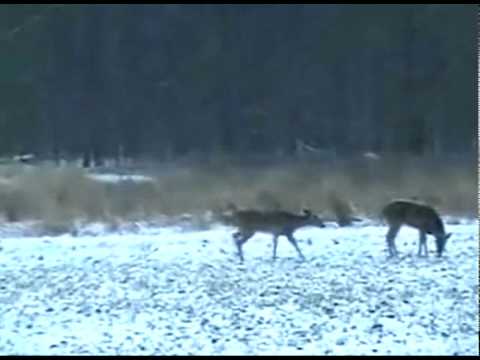 Quality Deer Management QDMA doe shot