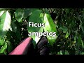 Beginning of video