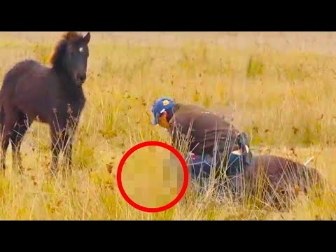 Мужчина освободил дикую лошадь от цепей Посмотрите, как она его поблагодарила НЕ ПОВЕРИШЬ!