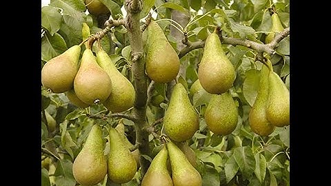 Stop met het doden van perenbomen! Doe dit in plaats daarvan