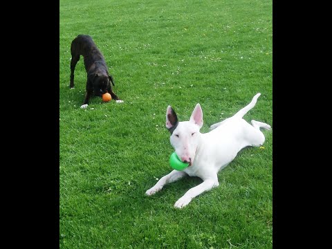 dolly-boxer-&-minty-ebt-enjoying-themselves.