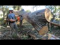 HERE COMES THE BOOM! BIG TREE FALL HARD! BUCKING A MASSIVE COTTONWOOD TREE!