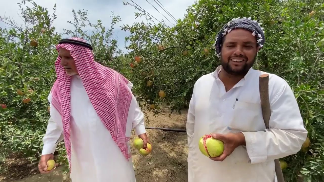 رمان تركي بن علي