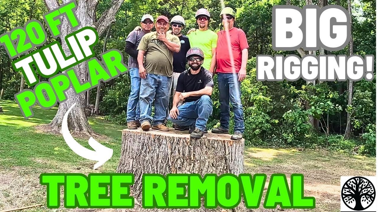 120 FT Tulip Poplar Take Down, Big Rigging By SHERIDAN TREE EXPERTS ...