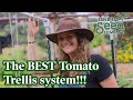 Don't bother growing tomatoes any other way! This trellis system is the BEST and CHEAP.