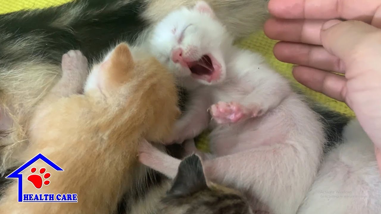 Через 4 дня после спасения мама-кошка и ее 3 самых милых новорожденных котенка -