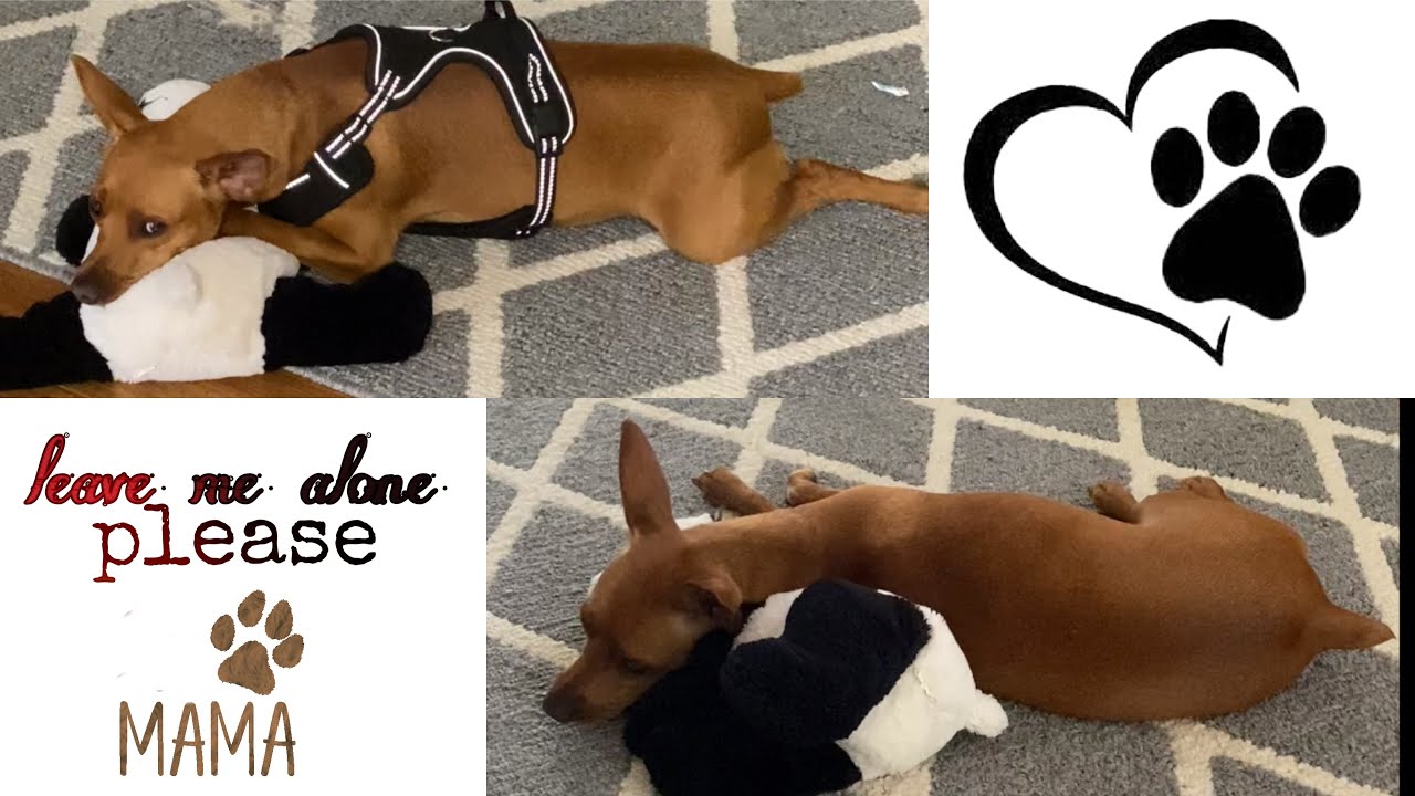 Vlog #19 A Life in a day of a Mini Pinscher | Tank & Kacy | Mini Pins