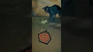 kira kira siapa yang menang atara kucing Vs tokek #funny #komedian #hiburan #cat #catlover  #tokek