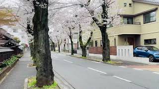 [4K] Walking around sakura dori,matsudo ,Chiba