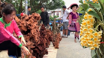 CHỢ LAN RỪNG BẮC HÀ - LÀO CAI / PHIÊN CHỢ MIỀN NÚI ĐẶC SẮC NHẤT TÂY BẮC