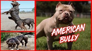 AMERICAN BULLY | Entrenamiento | TOP MOMENTS by JuanesRFC 42,083 views 5 years ago 2 minutes, 38 seconds