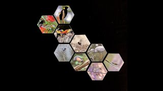 Small Hexagon Wood Prints by Brilliant Prints Professional Bpro