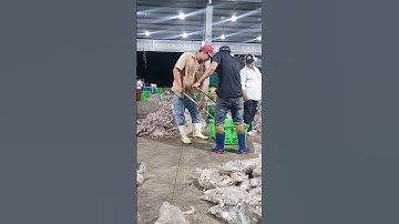 tắc cậu kien giang