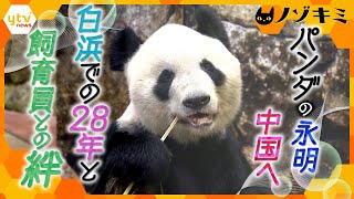 「たくさんの幸せをありがとう」日本一の長寿パンダ・永明、中国へ　深い絆で結ばれた飼育員との日々【かんさい情報ネット ten.特集/ノゾキミ】