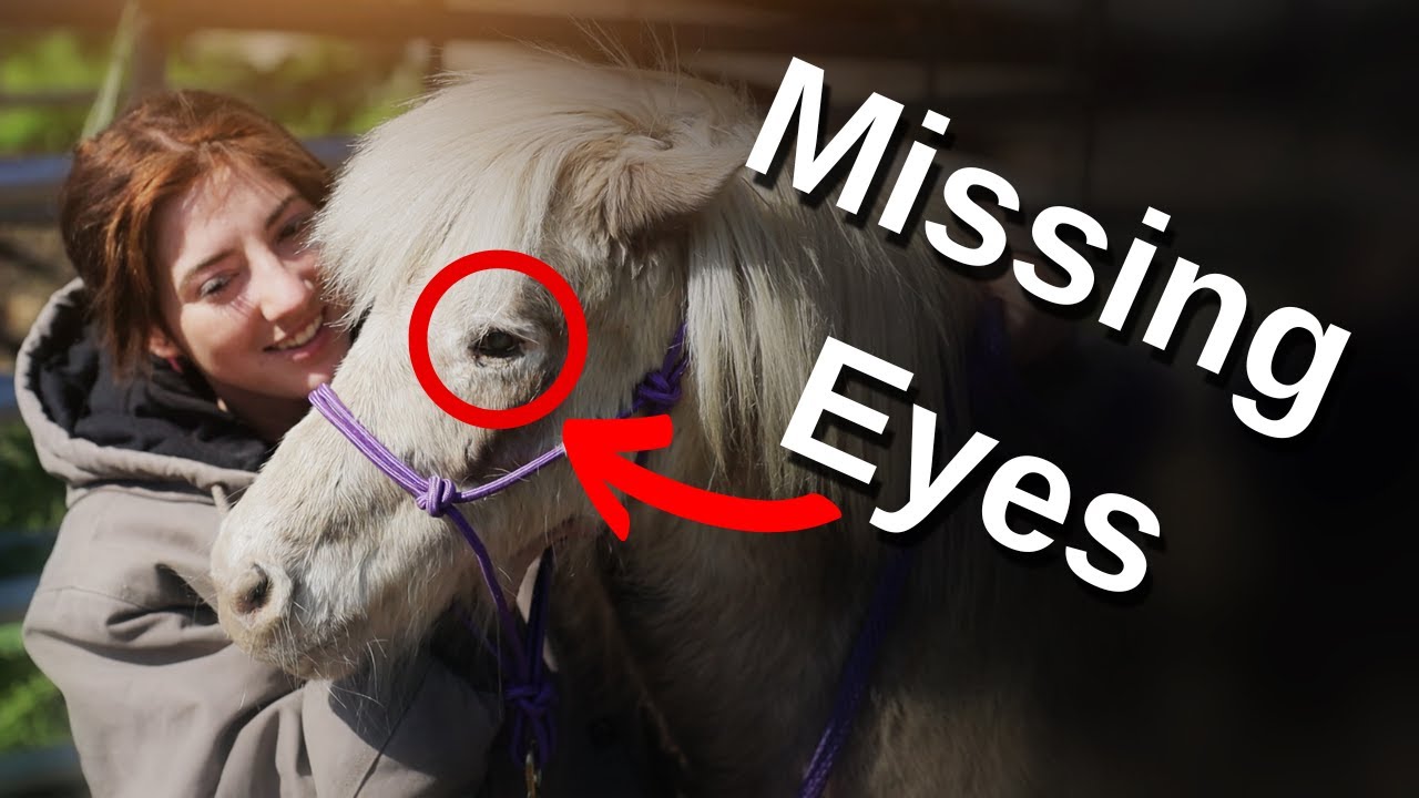 Horses Missing Eyes | Horse Shelter Heroes S3E10