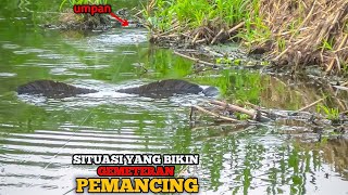 Situasi bikin gemeteran.!Mancing Ikan Gabus di sungai liar tak terjamah hasilnya diluar dugaan