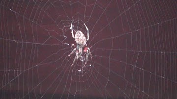 Spider Making a Web and Catching a Bug Time Lapse