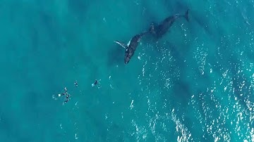 Drone Captures Whales Swimming Around Divers