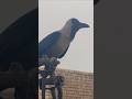 Crow Common House Crow #shorts
