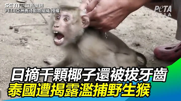 日摘千颗椰子还被拔牙齿　泰国农场工人滥捕野生猴遭揭｜三立新闻网SETN.com - 天天要闻