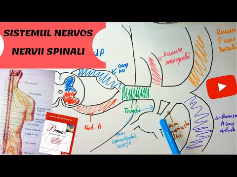 ADMITERE MEDICINA: SISTEMUL NERVOS 7: MADUVA SPINARII - Nervii spinali