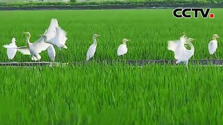 白羽落稻田,田野间的生态画卷美不胜收 | CCTV