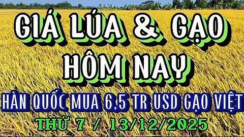 GIÁ LÚA & GẠO HÔM NAY THỨ 7/13/12/2025| Giải Trí Miền Tây