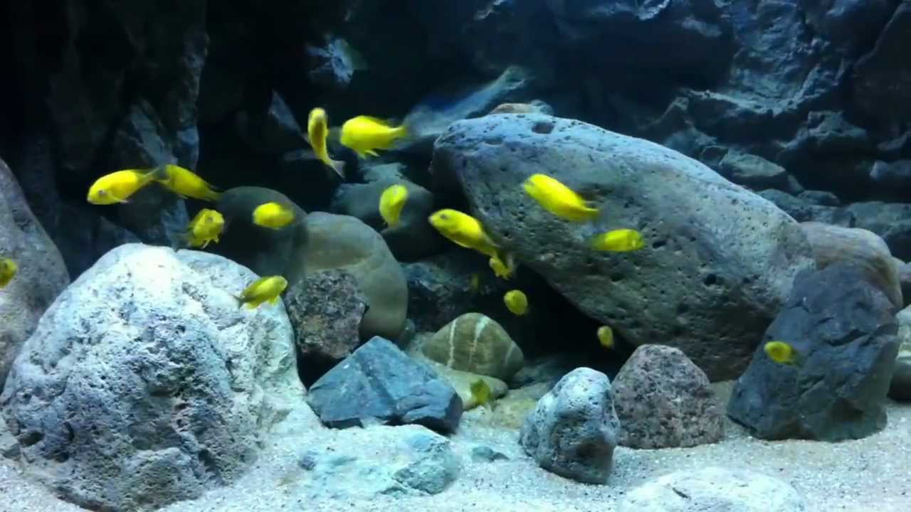 Online kopen Wholesale aquarium tafel uit China aquarium