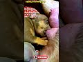 幸せを運ぶ子犬 #KoreaPuppies #JapanDogs