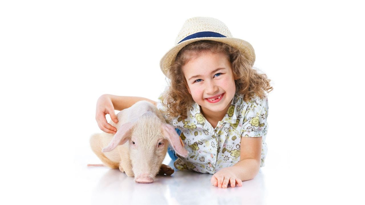 How to Train Your Potbellied Pig Pet Pigs YouTube