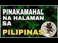 PINAKAMAHAL NA HALAMAN SA PILIPINAS | MOST EXPENSIVE PLANTS IN THE PHILIPPINES | BHES TV