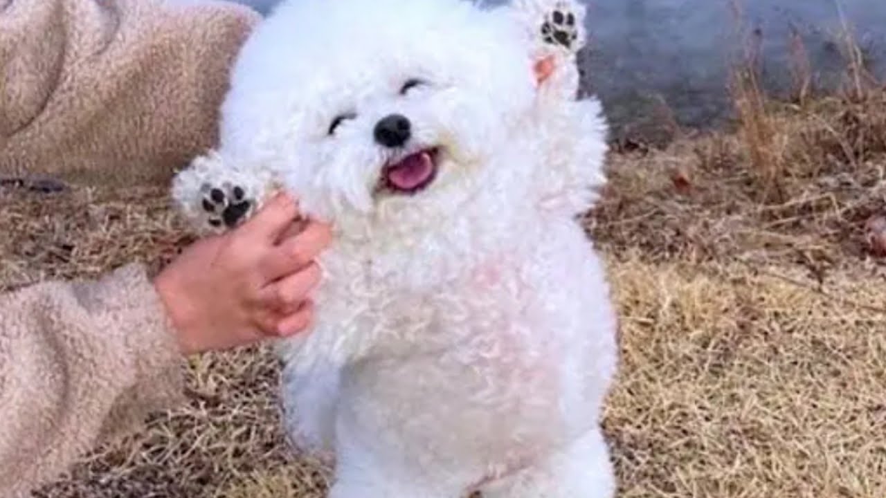 Funniest Animals Video - Funny Dogs And Cats - Try Not To Laugh Animals 2023 