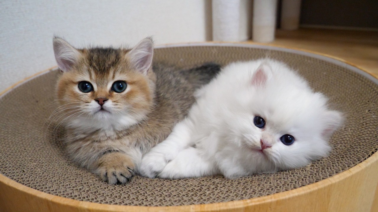 Cute kitten who wants to sleep with you even when you slap its face...