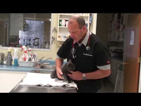 Video: Front Leg Injury In Cats