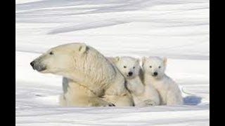 Polar Bear Cubs Wdavid Rabbitburrow - Uncut & Uncensored