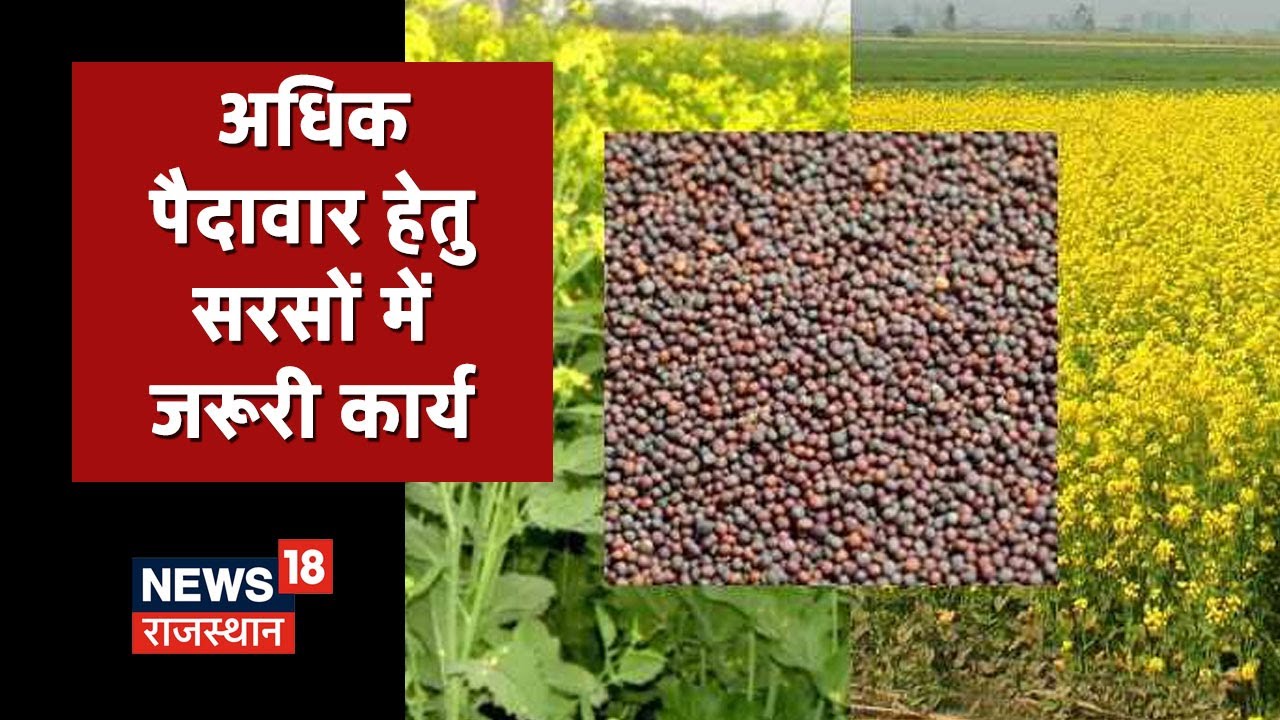 Mustard Cultivation सरसों की उन्नत खेती पर जानकारी Annadata