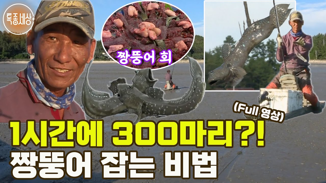 [특종세상] 던졌다 하면 백발백중! 1시간에 300마리 짱뚱어를 잡는 비법 MBN 180914 방송 [Full영상]