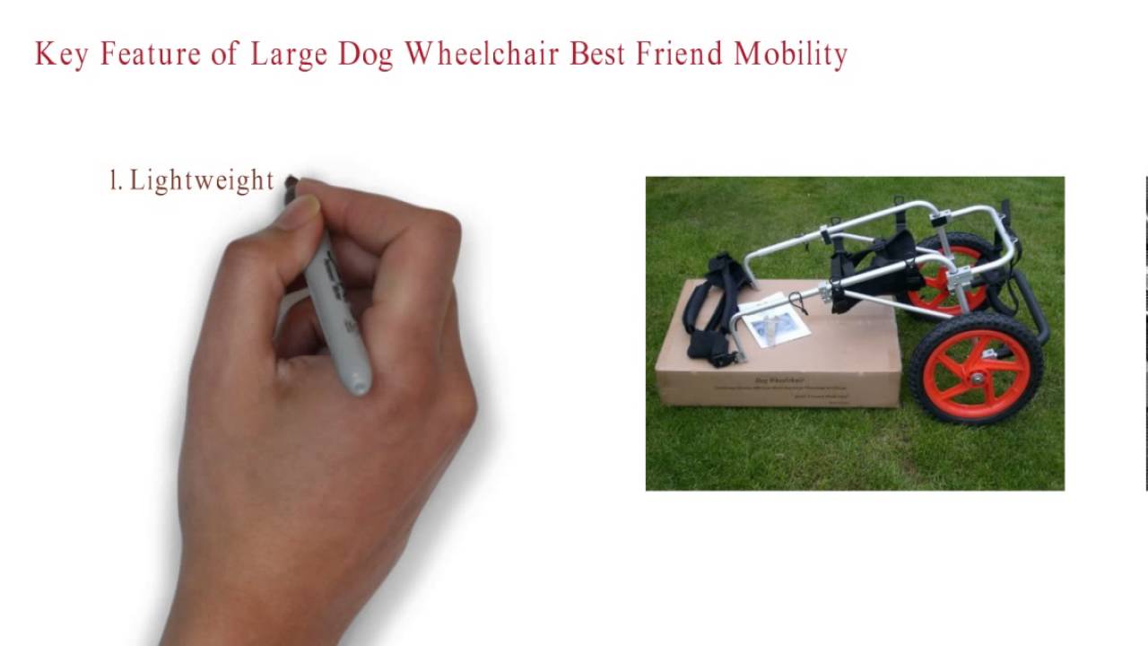 Large Dog Wheelchair Best Friend Mobility YouTube