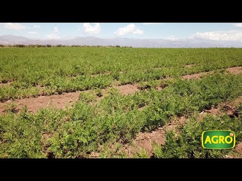 Video: Las mejores variedades de zanahorias para Siberia para campo abierto