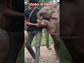 ரெண்டு கால்ல நடக்க முடியாது #funny #elephants #dubbing #comedy #funnyanimals