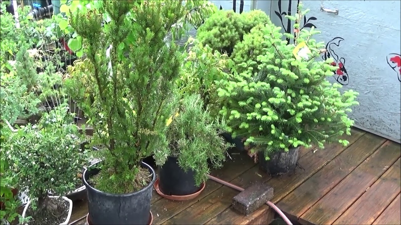 Bonsai 2019-10 - Bewsserung - meine Urlaubsvertretung