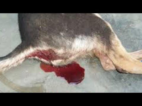 Video Điều trị chó bị đi ỉa ra máu - youtube