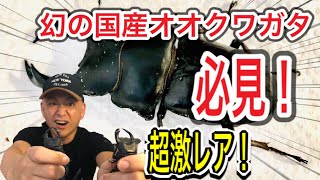 【趣味】幻の鹿児島県産オオクワガタ開封動画〜おとなの秘密基地７〜