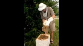 Starting a New Bee Hive, How to Put Your Bees in the Hive.