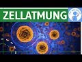 Zellatmung - Zusammenfassung & Überblick einfach erklärt - Funktion, ATP & ADP, Abschnitte - Bio