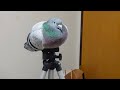 【可愛い】もっちり鳩がくつろぐ